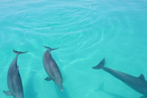 Croisière au coucher du soleil + recherche de dauphins