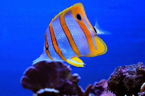 Punta Cana Catalina Island Scuba Diving & Beach Escape
