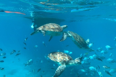 Prywatne doświadczenie z nurkowaniem z żółwiem morskim dla krążowników