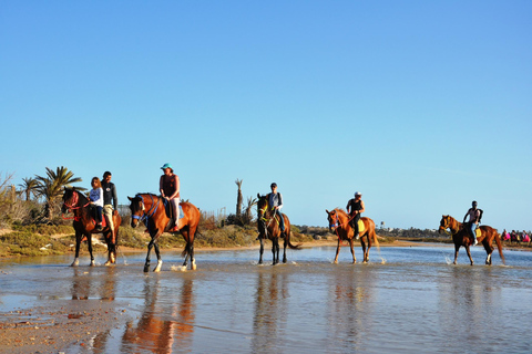 DJERBA: KAMEEL EN PAARD (2U30).