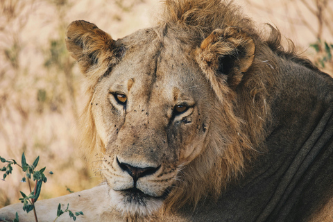 Tanzania: tour di 7 giorni della fauna selvatica e della romantica isola di Zanzibar