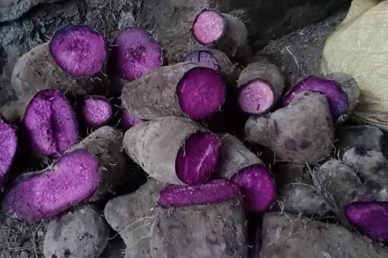 From Manila: Pampanga Ube Farm Tour with Snacks
