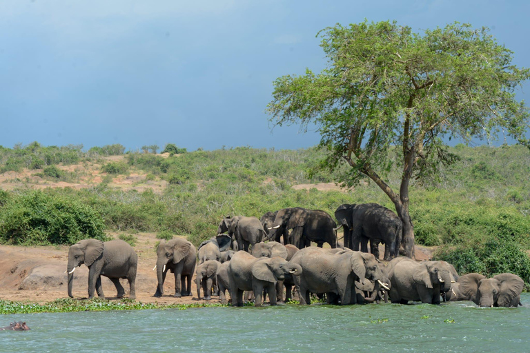 Tour di 7 giorni in Ruanda e Uganda: trekking dei primati e fauna selvatica