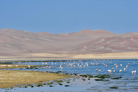 Paracas: Desert Magic and Hidden Spots