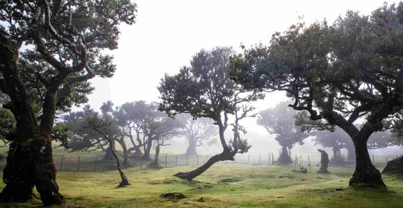 Fanal – Hike through the magical laurel forest: guided hiking tour