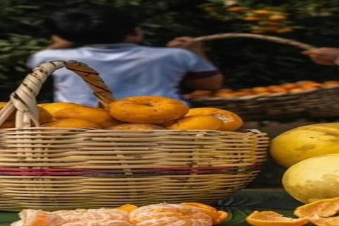 Santa Cruz: Giant Tortoise Watching and Lava Tunnels Tour