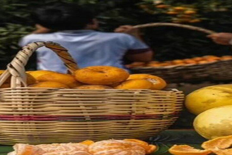 Santa Cruz: Giant Tortoise Watching and Lava Tunnels Tour