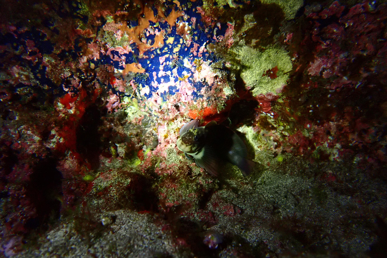 Night Snorkeling: An unforgettable experience!