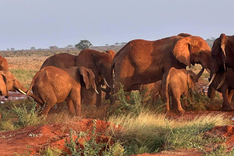 2-Day Tsavo East & Salt Lick Safari–Red Elephants & Treetop