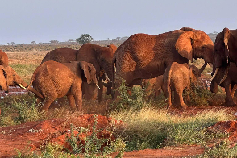 2-Day Tsavo East & Salt Lick Safari–Red Elephants & Treetop