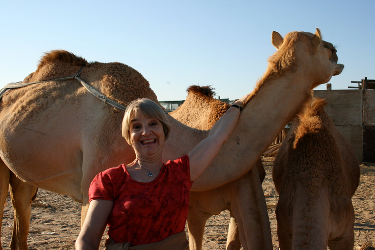 From Agadir: Camel Ride and Flamingo Trek