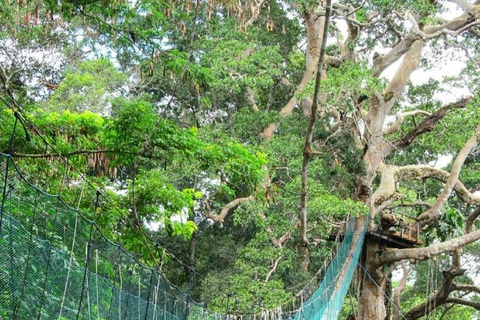 Au départ de Puerto Maldonado : excursion dans la canopée de la forêt tropicale InkaterraDepuis Puerto Maldonado : circuit dans la canopée de la forêt tropicale Inkaterra