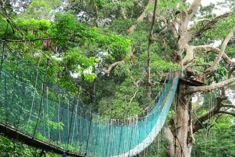 Au départ de Puerto Maldonado : excursion dans la canopée de la forêt tropicale InkaterraDepuis Puerto Maldonado : circuit dans la canopée de la forêt tropicale Inkaterra