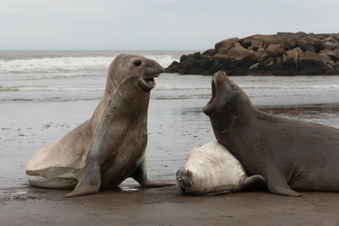 Los Angeles: 4-tägige VIP Tour nach San Francisco &amp; YosemiteEinzelzimmer