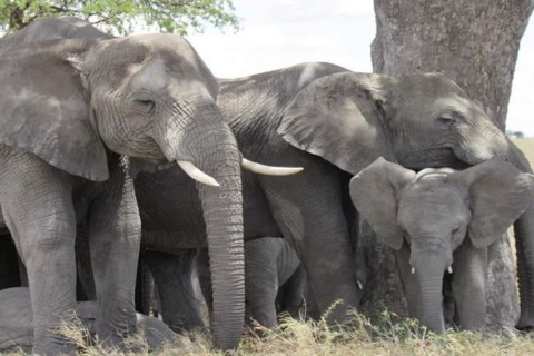 Arusha: 4-daagse safari naar Tarangire, Serengeti en Ngorongoro4Daagse Tanzania Safari met Groepsreis