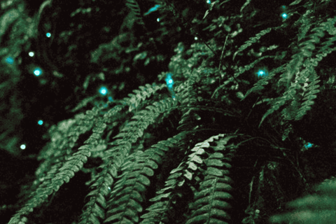 See Auckland's Secret Glow Worms - Image 2