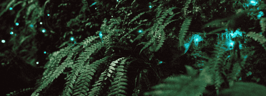 Découvrez les vers luisants secrets d'Auckland