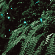 See Auckland's Secret Glow Worms
