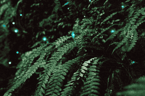 See Auckland's Secret Glow Worms - Image 3