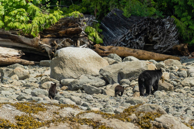 Campbell River: Spring Bear Watching & Waterfalls Boat Tour