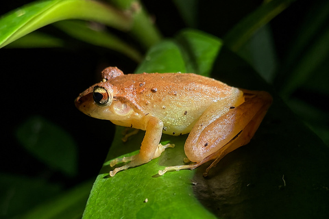 Monteverde: Night Walk with Optic Gear & Sunset Start