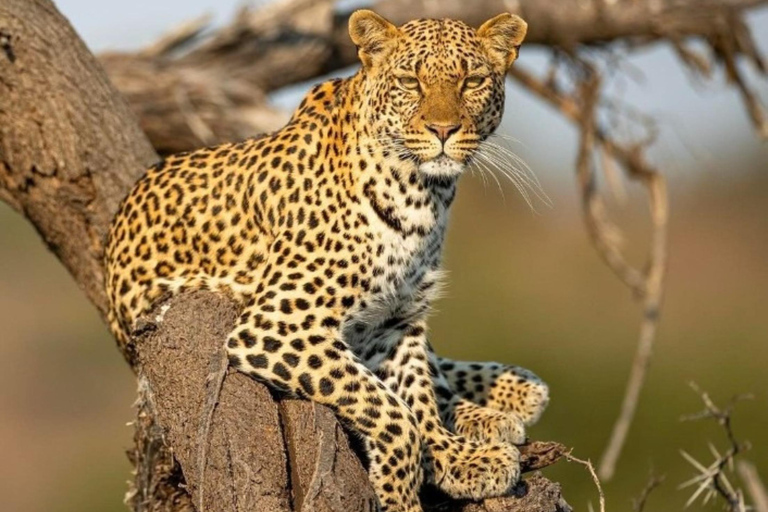 Jaipur: Safári de leopardo em Jhalana tour particular