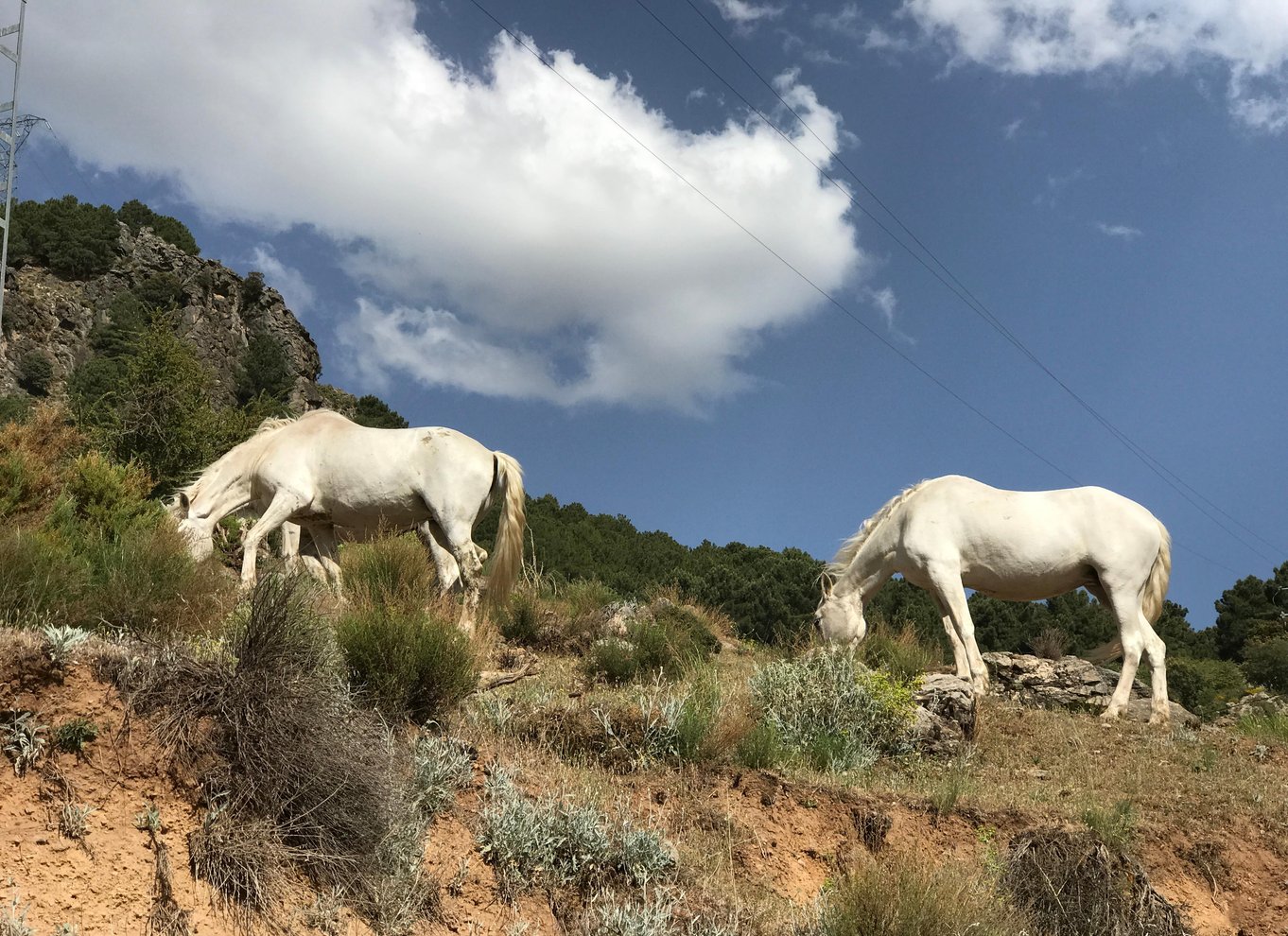 Fra Granada: Sierra Nevada Safari Tour til 2500 meters højde