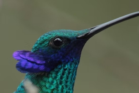 Hummingbird Sanctuary & Dorado lagoon - Day Tour from Bogotá