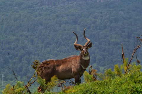 Addis Ababa: 6-Day Bale Mountains Trekking Adventure