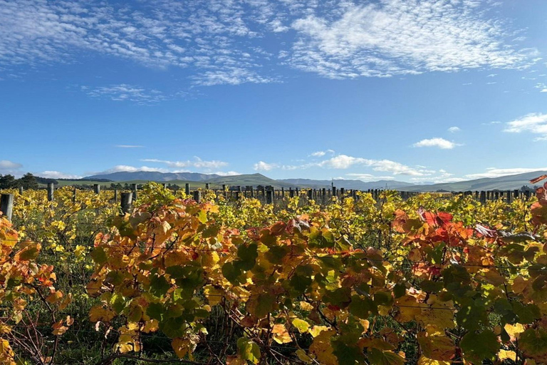 Christchurch: Waipara Valley Wine Tour with Tastings