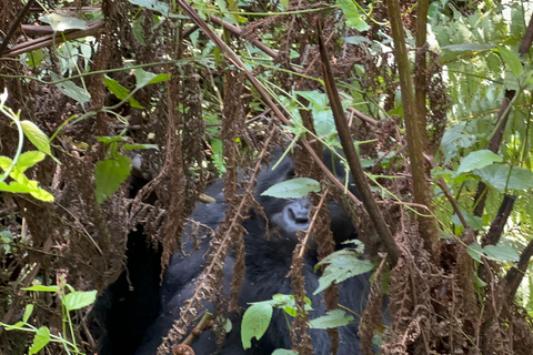 3-Day Gorilla Trek Mgahinga Gorilla NP Uganda via Rwanda