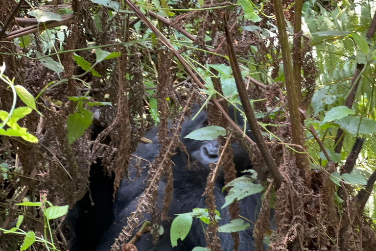 Passeio de 3 dias ao Gorila Mgahinga Gorilla NP Uganda via Ruanda