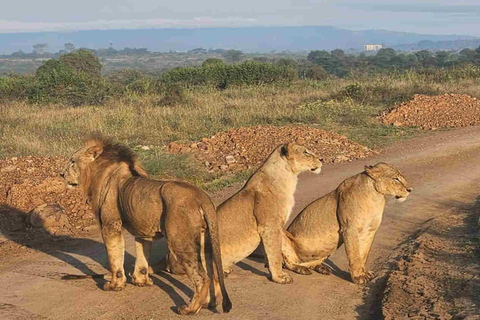 Nairobi: Nationaal park, Giraffe Center &amp; Souvenir TourNairobi: Nationaal park, Giraffecentrum &amp; Souvenir Tour