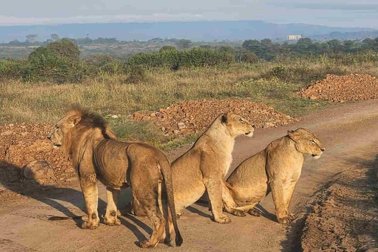 Nairobi: Nationaal park, Giraffe Center &amp; Souvenir TourNairobi: Nationaal park, Giraffecentrum &amp; Souvenir Tour