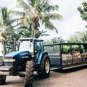 Gold Coast: Tropical Fruit World Full Farm Tour