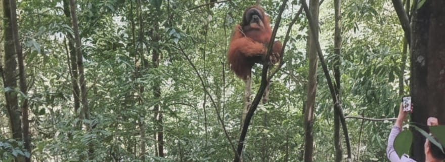 Bukit Lawang : randonnée de deux jours avec les orangs-outans et souvenir