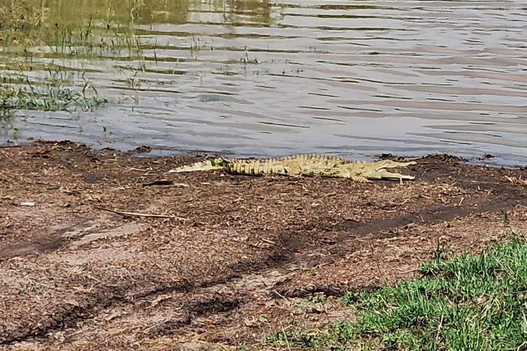 Nairobi: Half Day guided tour to Nairobi National Park