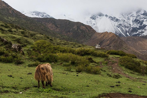 Circuito Manaslu 2024