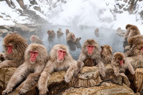 From Tokyo : Private Snow Monkey Customize Tour With Guide - Image 2