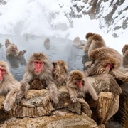 From Tokyo : Private Snow Monkey Customize Tour With Guide