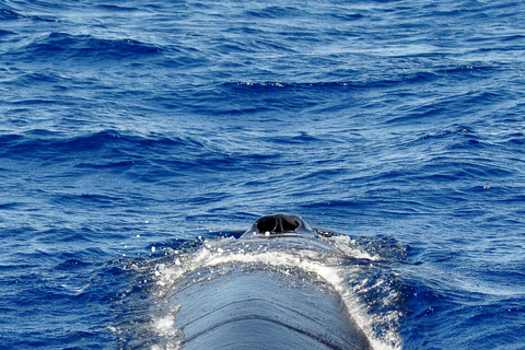 Fuerteventura: Catamarán navegación vela. Máximo 10 personasHappy Day Tour