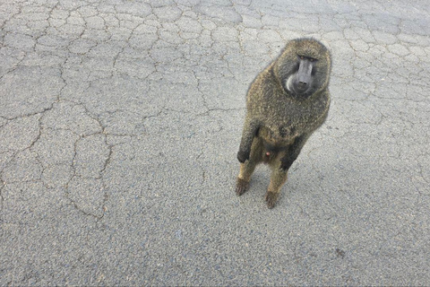 Addis Ababa: 6-Day Bale Mountains Adventure Trek