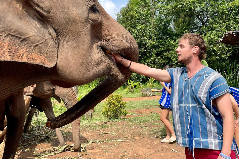 Chiang Mai: Santuário do Projeto Sonho de Elefante - Dia inteiro