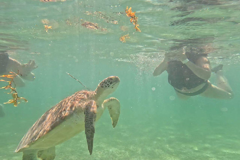 Riviera Maya: Nado con Tortugas, Cenote y Almuerzo mexicano. Riviera Maya:Nado con Tortugas, 3 Cenotes, Almuerzo Mexicano