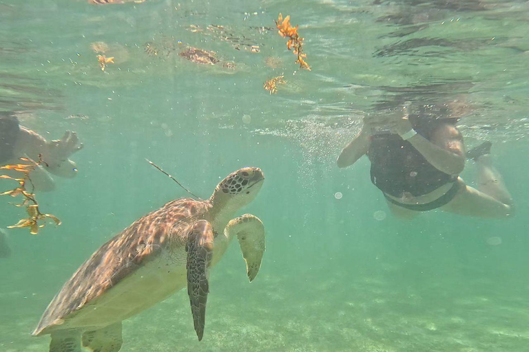 Riviera Maya: Nado con Tortugas, Cenote y Almuerzo mexicano. Riviera Maya:Nado con Tortugas, 3 Cenotes, Almuerzo Mexicano