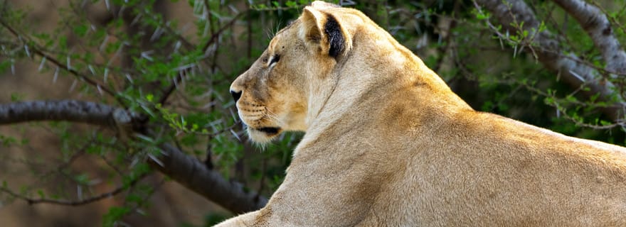 Arusha : Safari de deux jours à Tarangire et dans le cratère du Ngorongoro