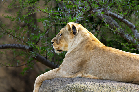 2-Day Tsavo East Safari from Mombasa & Diani