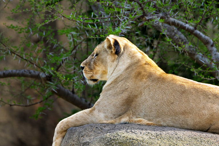 2-Day Tsavo East Safari from Mombasa & Diani