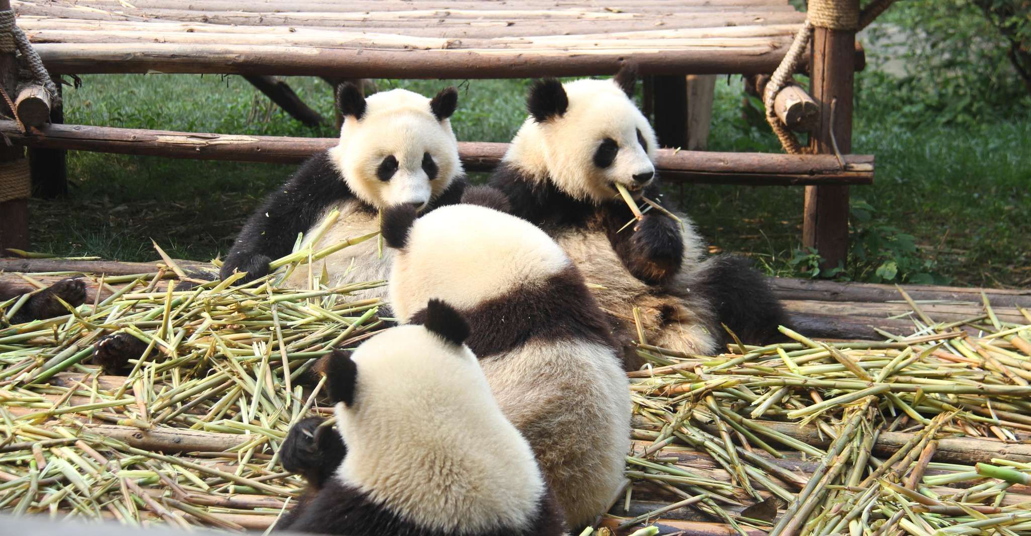 Bilhete de Base de Pesquisa de Criação de Panda Gigante Chengdu - Hizvo