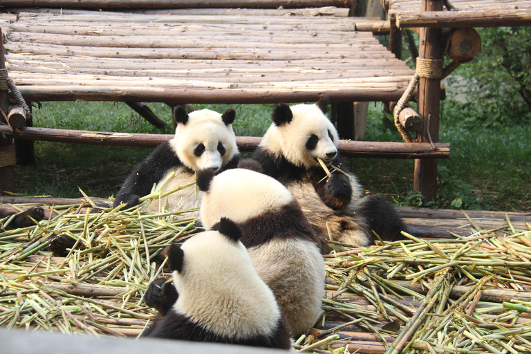 Chengdu: Giant Panda Breeding Research Base Ticket Afternoon Ticket without Transfer